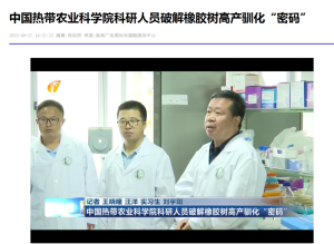 海南新闻联播：中国热带农业科学院科研人员破解橡胶树高产驯化“密码”